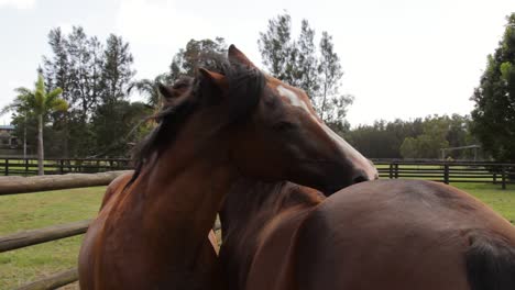 Zwei-Große-Braune-Pferde,-Die-Sich-Gegenseitig-Mit-Ihren-Zähnen-Den-Rücken-Kratzen