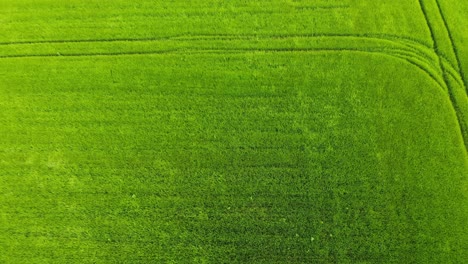 Fast-flying-drone-footage-over-swaying-green-crops-of-wheat