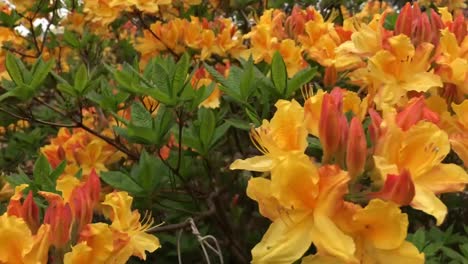 Arbustos-Florecientes-De-Rododendro,-árboles,-Arbustos-En-Plena-Floración-En-Primavera