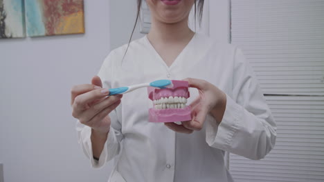 Arzt-Zeigt,-Wie-Man-Die-Zähne-In-Einem-Deantal-Modell-Mit-Einer-Zahnbürste-Richtig-Putzt