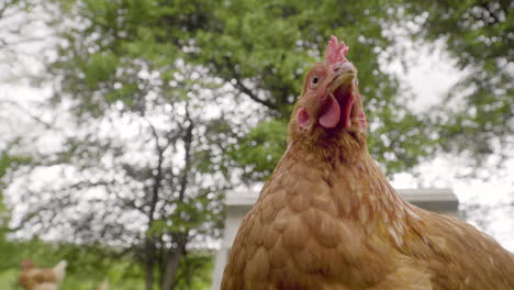 Funny-chicken-looking-down-at-camera-on-floor-underneath-trees