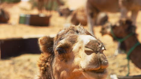 Slow-motion-of-a-camel-in-Merzouga,-Morocco