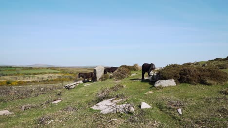 Itching-and-scratching-agianst-the-granite-rocks,-Wild-Dartmoor-ponies-rubbing-agiants-rocks