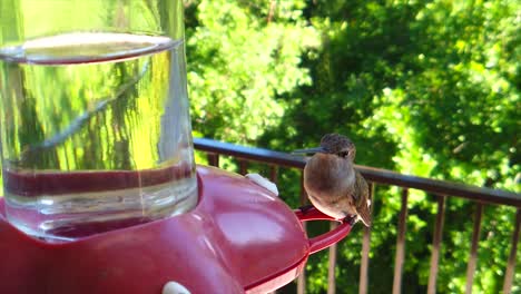 In-a-backyard-in-the-suburbs,-A-tiny-humming-bird-with-brown-feathers-sits-at-a-bird-feeder-in-slow-motion-and-eventually-flies-away