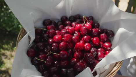 basket-full-of-red-cherries-freshly-harvested-in-a-garden-during-summer-handheld