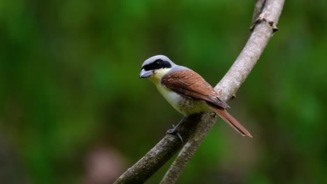The-Tiger-Shrike-got-its-name-from-the-Tiger-like-pattern-on-its-feathers-as-it-is-also-a-predator-of-a-bird-that-feeds-on-insects,-very-small-mammals,-and-even-birds-of-its-size