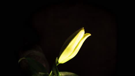 Gelbe-Lilienöffnung-Auf-Schwarzem-Hintergrund