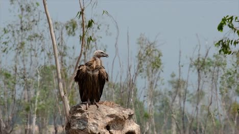 The-Himalayan-Griffon-Vulture-is-Near-Threatened-due-to-toxic-food-source-and-habitat-loss