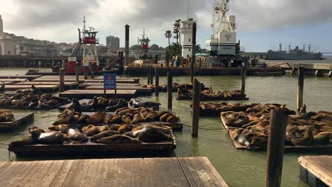 Hundreds-of-Sea-Lions-Chilling-by-the-platform