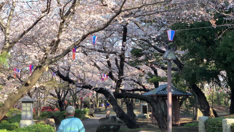 People-walk-on-the-trails-of-Asukayama-Park-with-fuchsia-cherry-blossoms-and-paper-lamps