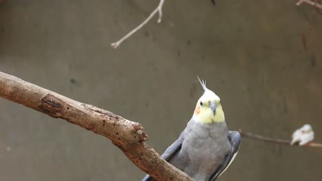 Grey-color-Cockateil-parrot-sitting-on-the--branch