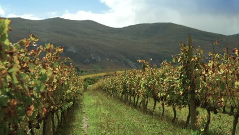 Slow-pan-of-beautiful-vineyard-row-with-mountain-in-distance