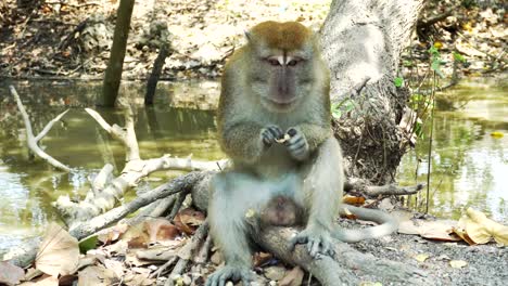 Mono-Salvaje-Sentado-Bajo-Un-árbol-Comiendo-Maní