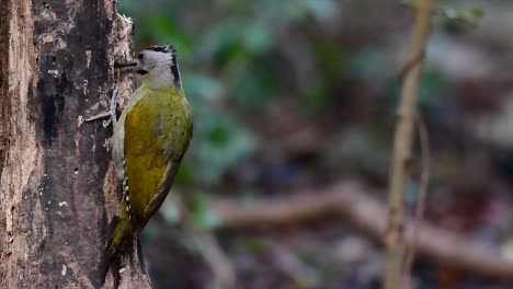 The-Grey-headed-Woodpecker-is-also-called-the-Grey-faced-woodpecker-which-is-found-in-a-lot-of-national-parks-in-Thailand-and-it-is-very-particular-in-choosing-its-habitat-in-order-for-it-to-thrive