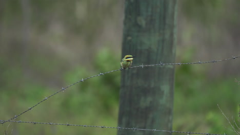 Australian-Rainbow-bee-eater-on-a-barbed-wire-fence