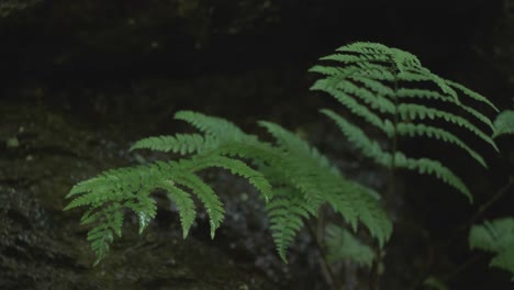 Water-dripping-on-fern-leaves-in-forest