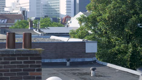 A-rare-insight-of-the-urbanized-nature-of-a-nest-of-seagulls-chicks-waiting-for-parents-on-a-rooftop-of-a-building-in-the-city