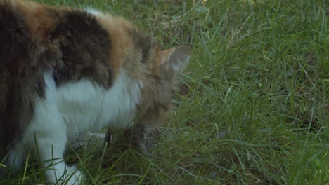 Norwegian-Forest-cat-eating-just-hunted-sparrow-on-green-grass