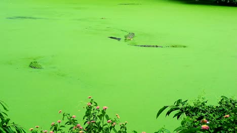 crocodiles-camouflage-in-green-lake