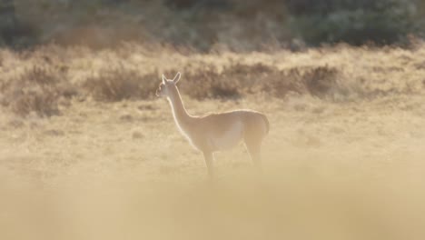 Guanaco-on-the-lookout-for-danger