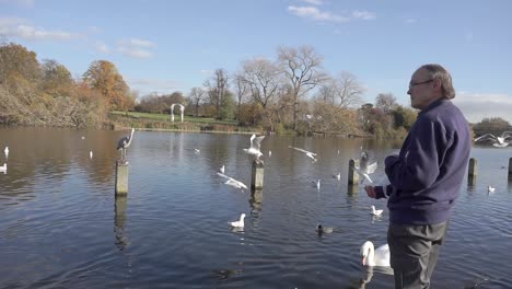 a-old-man-throws-bread-to-ducks-on-a-pond-in-hyde-park
