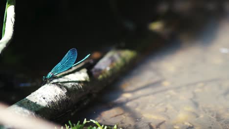 Nahaufnahme-Einer-Blauen-Libelle,-Die-Auf-Schilf-Thront,-Ebenholz-Jewelwing,-Die-Flügel-In-Zeitlupe-Ausbreitet