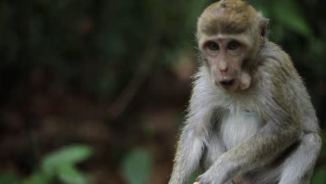 Ein-Balinesischer-Langschwänziger-Affe-Im-Heiligen-Affenwald-In-Bali,-Indonesien,-Der-Etwas-Zu-Essen-Nascht,-Das-Ihm-Ein-Tourist-Gegeben-Hat