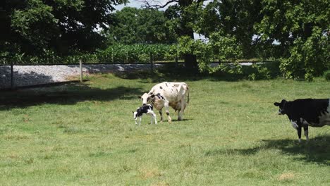 Vaca-Amish-Protegiendo-A-Su-Ternero-Recién-Nacido