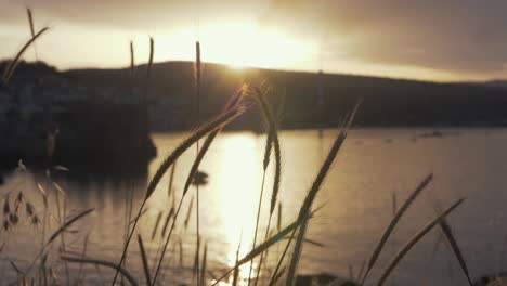 Goldene-Stunde-Sonnenuntergang-Gras-Im-Vordergrund