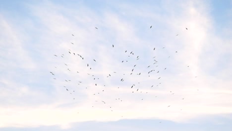 Flock-of-birds-flying-in-circles-in-the-cloudy-sky