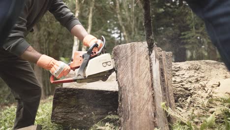 Woodcutter-saws-tree-with-chainsaw-at-the-amazon-forest