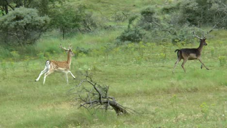 Two-male-fallow-deer-on-the-run