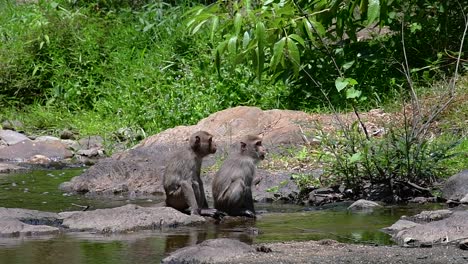 Die-Langschwanzmakaken-Sind-Die-Am-Einfachsten-Zu-Findenden-Affen-In-Thailand,-Da-Sie-In-Tempelanlagen,-Nationalparks-Und-Sogar-In-Dörfern-Und-Städten-Vorkommen