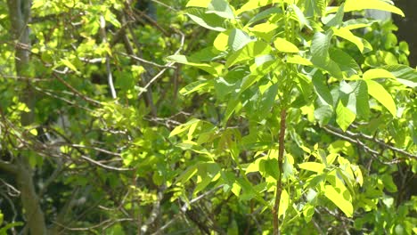 Closeup-of-tree-leaves-and-wind
