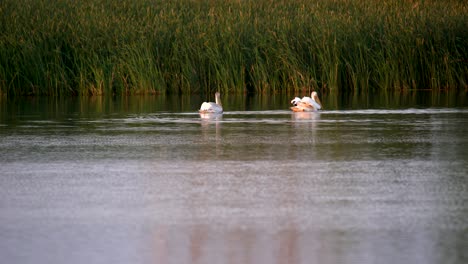 Weiße-Amerikanische-Pelikane,-Die-Im-Wasser-Schwimmen