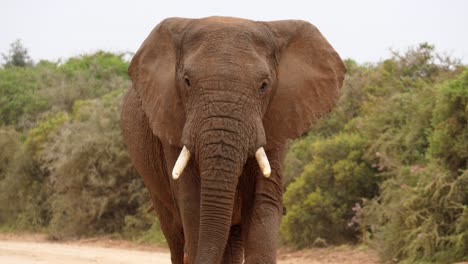Slow-motion:-Large-male-African-elephant-walks-briskly-along-dirt-road-between-green-thorn-bushes-on-overcast,-windy-day