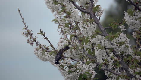 Kirschblütenbaum-In-Blüte-Im-Frühling-Nach-Oben-Kippen