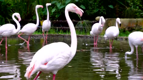 Schöner-Größerer-Flamingo-Am-Teich