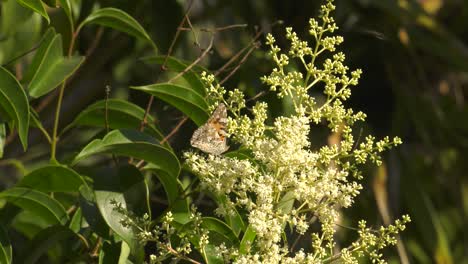 Butterfly-painted-lady-collecting-nectar-on-white-blossom-of-a-green-tree