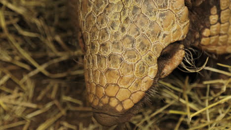 Close-up-of-an-armadillo`s-head