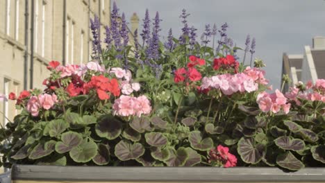 Pink-and-red-geraniums-displayed-in-town-centre
