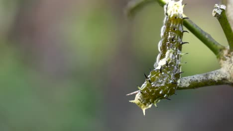 Dorsal-view-first-instar-caterpillar-on-lemon-tree,-Papilo-aegeus