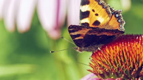 Extreme-close-up-macro-shot-of-orange-Small-tortoiseshell-butterfly-sitting-on-purple-coneflower-and-gathering-nectar