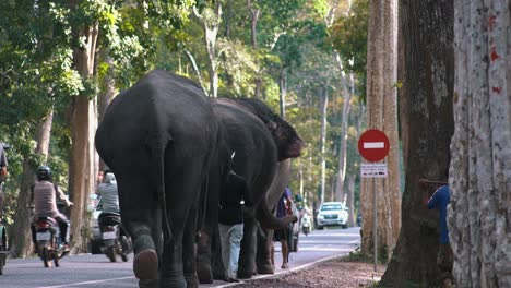 Medium-Shot-of-Elephants-Walking-at-the-Side-of-the-Street-At-Angkor-Wat
