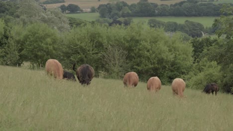 Herde-Von-Braunen-Und-Schwarzen-Kühen,-Die-Auf-Ackerland-In-Yorkshire-Weiden