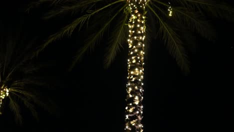 South-Florida-holiday-celebrations-start-with-a-dripping-light-decorated-palm-tree