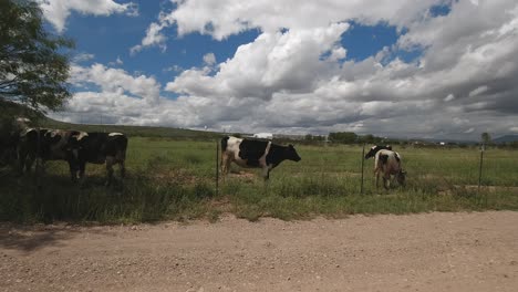 Grupo-De-Vacas-Pastando-En-El-Desierto