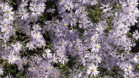 Pale-mauve-Michaelmas-daisies-in-sunlight