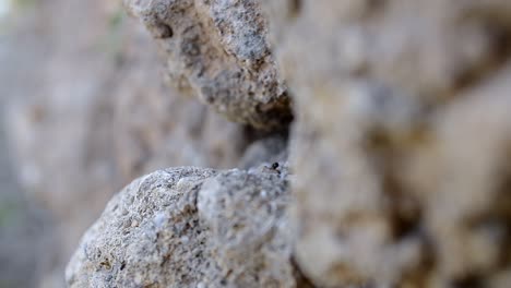 Hormigas-Negras-Arrastrándose-Sobre-Rocas-En-El-Desierto,-Poca-Profundidad-De-Campo,-Tiro-Macro