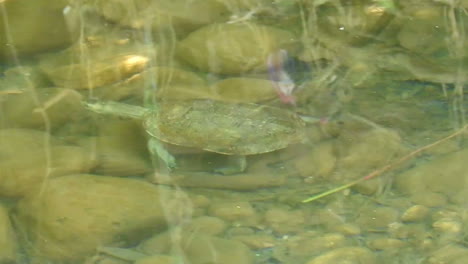 Schildkrötenbauch,-Der-Unter-Wasser-Im-Pool-Schwimmt,-Langsames-Leben,-Schöne-Schildkröte---Marokko